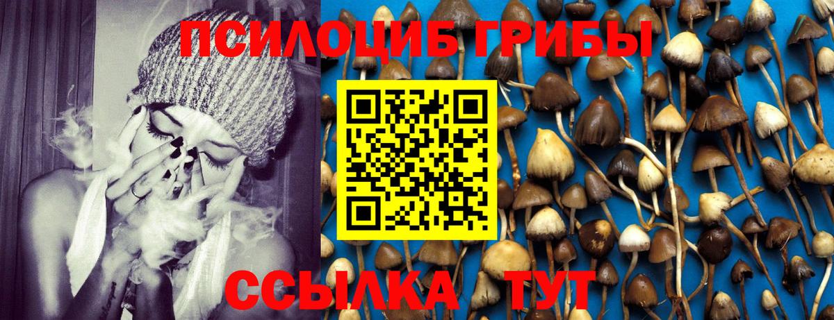 Галлюциногенные грибы Psilocybe Волгодонск